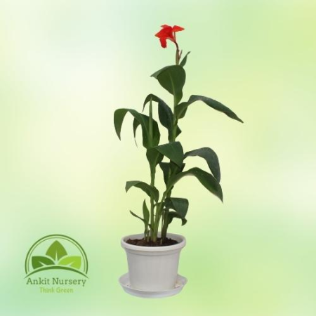 Canna Lilies Red flowers - Home -  - Corporate Office - Plants On Rent - Best Plant Nursery in Noida - Indoor Plants - Vertical 