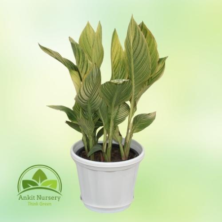 Canna Lily - Home -  - Corporate Office - Plants On Rent - Best Plant Nursery in Noida - Indoor Plants - Vertical Garden Landsca