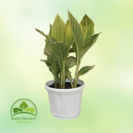 Canna Lily - Home -  - Corporate Office - Plants On Rent - Best Plant Nursery in Noida - Indoor Plants - Vertical Garden Landsca