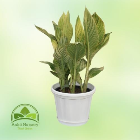 Canna Lily - Home -  - Corporate Office - Plants On Rent - Best Plant Nursery in Noida - Indoor Plants - Vertical Garden Landsca