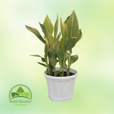 Canna Lily - Home -  - Corporate Office - Plants On Rent - Best Plant Nursery in Noida - Indoor Plants - Vertical Garden Landsca