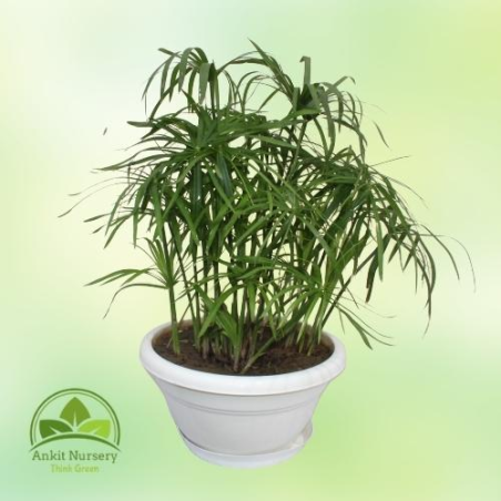 Cyperus Alternifolius (Umbrella Palm) - Home -  - Corporate Office - Plants On Rent - Best Plant Nursery in Noida - Indoor Plant