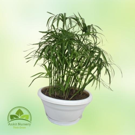 Cyperus Alternifolius (Umbrella Palm) - Home -  - Corporate Office - Plants On Rent - Best Plant Nursery in Noida - Indoor Plant