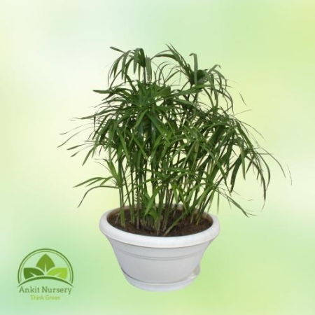 Cyperus Alternifolius (Umbrella Palm) - Home -  - Corporate Office - Plants On Rent - Best Plant Nursery in Noida - Indoor Plant