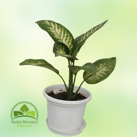 Dieffenbachia (Dumb canes) - Home -  - Corporate Office - Plants On Rent - Best Plant Nursery in Noida - Indoor Plants - Vertica