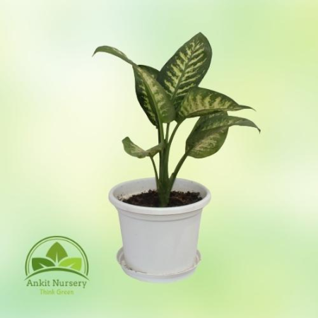 Dieffenbachia (Dumb canes) - Home -  - Corporate Office - Plants On Rent - Best Plant Nursery in Noida - Indoor Plants - Vertica