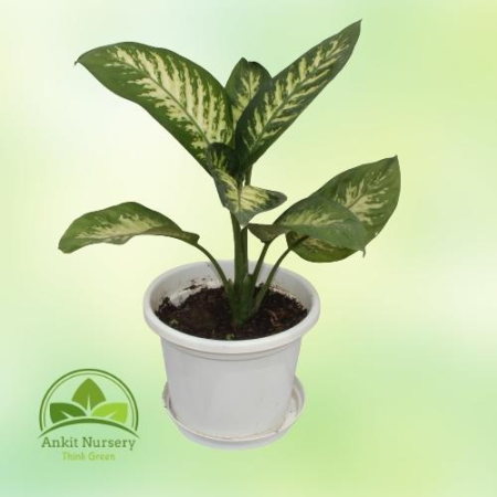 Dieffenbachia (Dumb canes) - Home -  - Corporate Office - Plants On Rent - Best Plant Nursery in Noida - Indoor Plants - Vertica