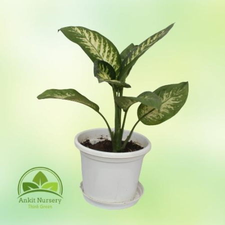 Dieffenbachia (Dumb canes) - Home -  - Corporate Office - Plants On Rent - Best Plant Nursery in Noida - Indoor Plants - Vertica