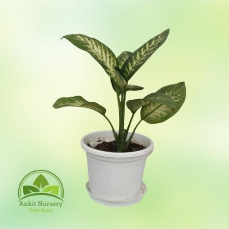 Dieffenbachia (Dumb canes) - Home -  - Corporate Office - Plants On Rent - Best Plant Nursery in Noida - Indoor Plants - Vertica