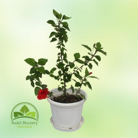 Hibiscus Plant - Home -  - Corporate Office - Plants On Rent - Best Plant Nursery in Noida - Indoor Plants - Vertical Garden Lan