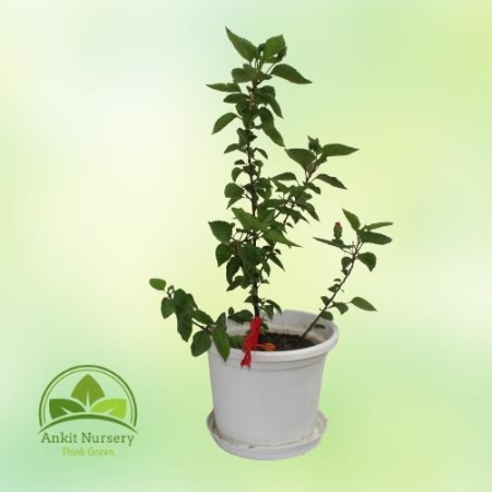 Hibiscus Plant - Home -  - Corporate Office - Plants On Rent - Best Plant Nursery in Noida - Indoor Plants - Vertical Garden Lan