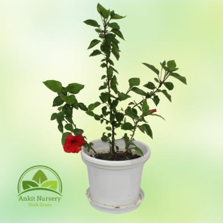 Hibiscus Plant - Home -  - Corporate Office - Plants On Rent - Best Plant Nursery in Noida - Indoor Plants - Vertical Garden Lan