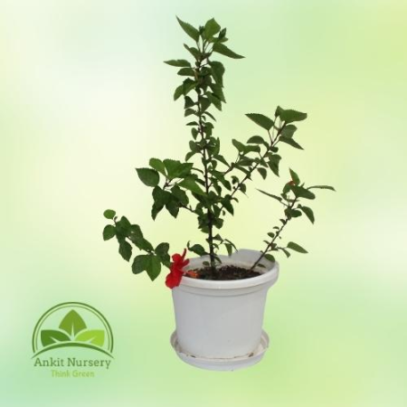 Hibiscus Plant - Home -  - Corporate Office - Plants On Rent - Best Plant Nursery in Noida - Indoor Plants - Vertical Garden Lan