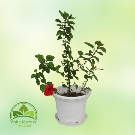 Hibiscus Plant - Home -  - Corporate Office - Plants On Rent - Best Plant Nursery in Noida - Indoor Plants - Vertical Garden Lan