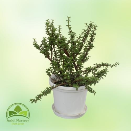 Jade Plant - Outdoor Plants -  - Corporate Office - Plants On Rent - Best Plant Nursery in Noida - Indoor Plants - Vertical Gard