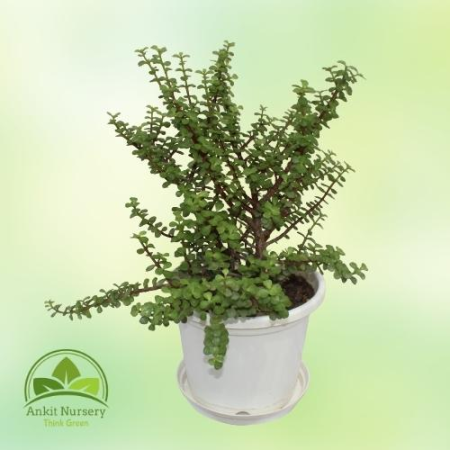 Jade Plant - Outdoor Plants -  - Corporate Office - Plants On Rent - Best Plant Nursery in Noida - Indoor Plants - Vertical Gard