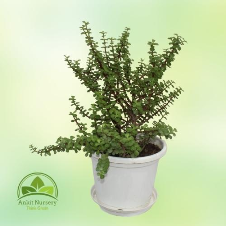 Jade Plant - Outdoor Plants -  - Corporate Office - Plants On Rent - Best Plant Nursery in Noida - Indoor Plants - Vertical Gard