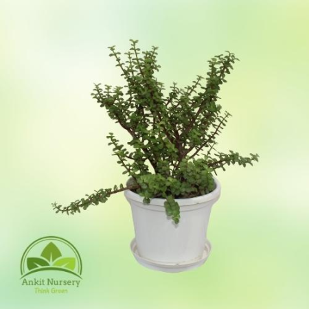 Jade Plant - Outdoor Plants -  - Corporate Office - Plants On Rent - Best Plant Nursery in Noida - Indoor Plants - Vertical Gard