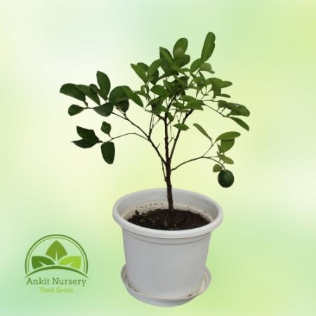 Kagzi Grafted Lemon Plant (nimbu) - Home -  - Corporate Office - Plants On Rent - Best Plant Nursery in Noida - Indoor Plants - 