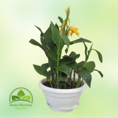 Leafy Canna yellow flowers - Home -  - Corporate Office - Plants On Rent - Best Plant Nursery in Noida - Indoor Plants - Vertica