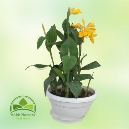 Leafy Canna yellow flowers - Home -  - Corporate Office - Plants On Rent - Best Plant Nursery in Noida - Indoor Plants - Vertica