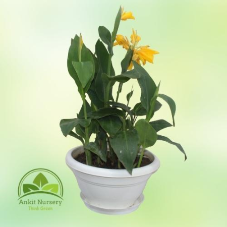 Leafy Canna yellow flowers - Home -  - Corporate Office - Plants On Rent - Best Plant Nursery in Noida - Indoor Plants - Vertica