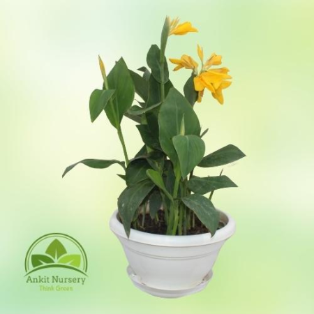 Leafy Canna yellow flowers - Home -  - Corporate Office - Plants On Rent - Best Plant Nursery in Noida - Indoor Plants - Vertica