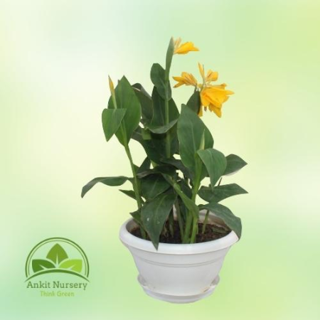 Leafy Canna yellow flowers - Home -  - Corporate Office - Plants On Rent - Best Plant Nursery in Noida - Indoor Plants - Vertica