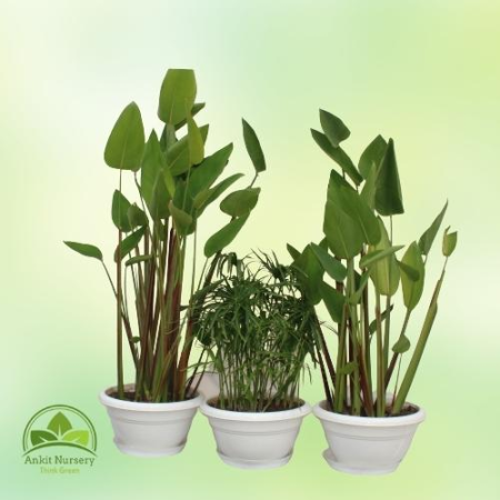 Mix Water Plant - Home -  - Corporate Office - Plants On Rent - Best Plant Nursery in Noida - Indoor Plants - Vertical Garden La