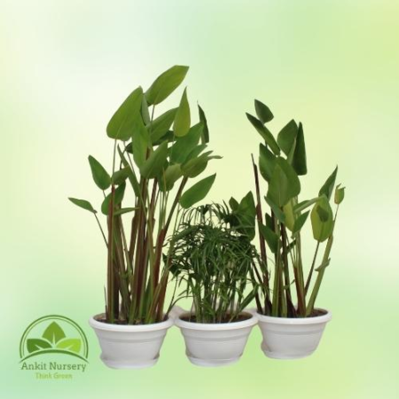 Mix Water Plant - Home -  - Corporate Office - Plants On Rent - Best Plant Nursery in Noida - Indoor Plants - Vertical Garden La