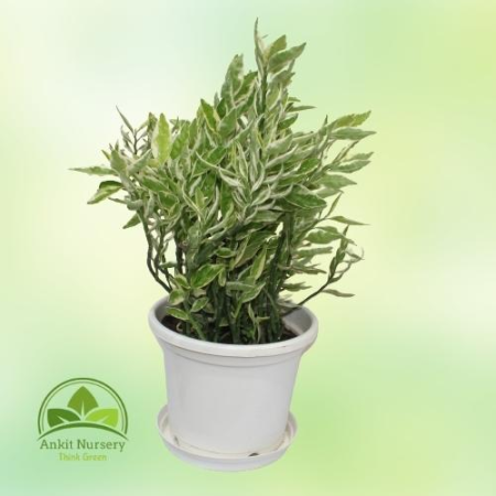 Pedilanthus Tithymaloides - Home -  - Corporate Office - Plants On Rent - Best Plant Nursery in Noida - Indoor Plants - Vertical