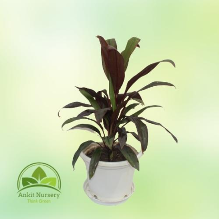 Red Dracaena - Home -  - Corporate Office - Plants On Rent - Best Plant Nursery in Noida - Indoor Plants - Vertical Garden Lands