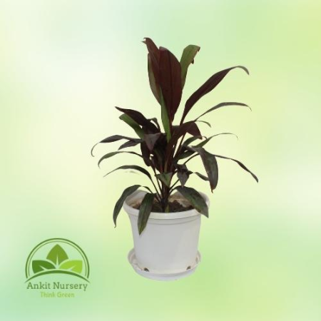 Red Dracaena - Home -  - Corporate Office - Plants On Rent - Best Plant Nursery in Noida - Indoor Plants - Vertical Garden Lands