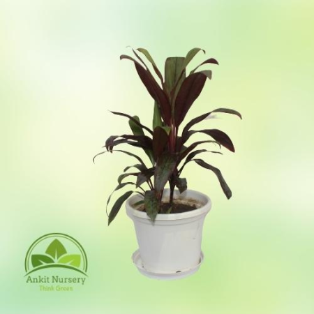 Red Dracaena - Home -  - Corporate Office - Plants On Rent - Best Plant Nursery in Noida - Indoor Plants - Vertical Garden Lands