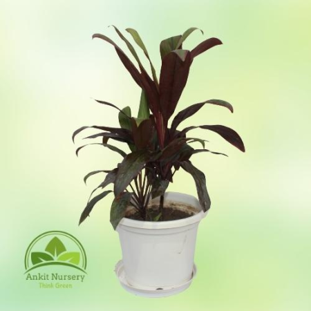 Red Dracaena - Home -  - Corporate Office - Plants On Rent - Best Plant Nursery in Noida - Indoor Plants - Vertical Garden Lands