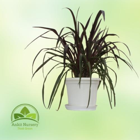 Red sensation cordyline (Lily) - Home -  - Corporate Office - Plants On Rent - Best Plant Nursery in Noida - Indoor Plants - Ver