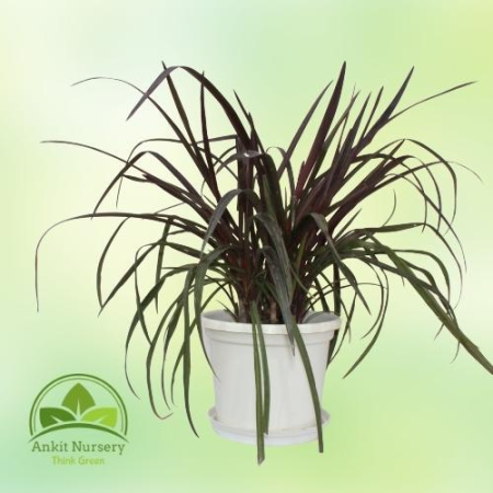 Red sensation cordyline (Lily) - Home -  - Corporate Office - Plants On Rent - Best Plant Nursery in Noida - Indoor Plants - Ver