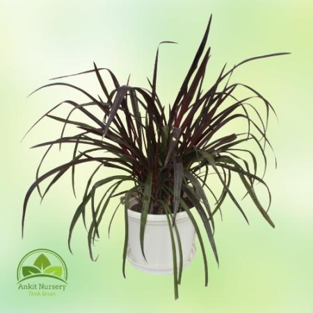 Red sensation cordyline (Lily) - Home -  - Corporate Office - Plants On Rent - Best Plant Nursery in Noida - Indoor Plants - Ver