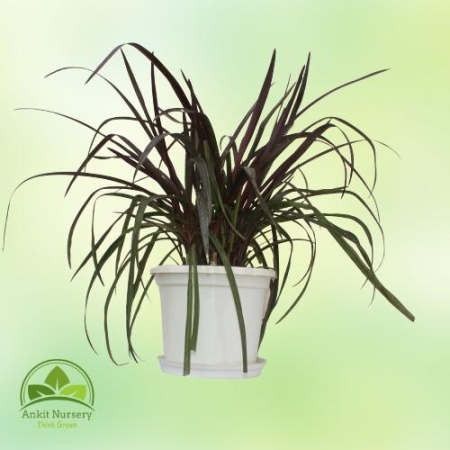 Red sensation cordyline (Lily) - Home -  - Corporate Office - Plants On Rent - Best Plant Nursery in Noida - Indoor Plants - Ver