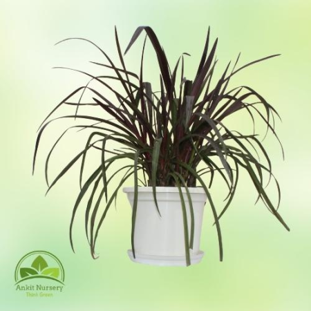 Red sensation cordyline (Lily) - Home -  - Corporate Office - Plants On Rent - Best Plant Nursery in Noida - Indoor Plants - Ver