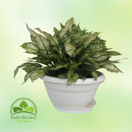 snow white plant (Aprix Aglaonema) - Home -  - Corporate Office - Plants On Rent - Best Plant Nursery in Noida - Indoor Plants -