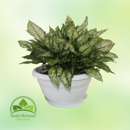 snow white plant (Aprix Aglaonema) - Home -  - Corporate Office - Plants On Rent - Best Plant Nursery in Noida - Indoor Plants -