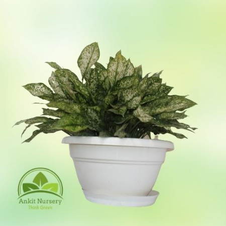 snow white plant (Aprix Aglaonema) - Home -  - Corporate Office - Plants On Rent - Best Plant Nursery in Noida - Indoor Plants -