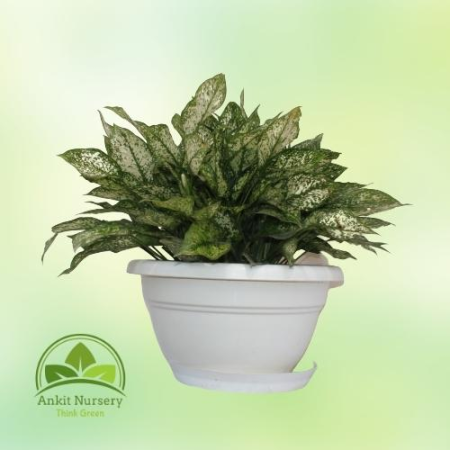 snow white plant (Aprix Aglaonema) - Home -  - Corporate Office - Plants On Rent - Best Plant Nursery in Noida - Indoor Plants -