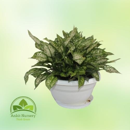 snow white plant (Aprix Aglaonema) - Home -  - Corporate Office - Plants On Rent - Best Plant Nursery in Noida - Indoor Plants -