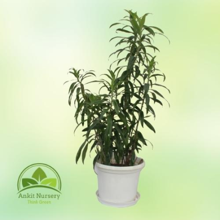 Son Of India Plant Green - Home -  - Corporate Office - Plants On Rent - Best Plant Nursery in Noida - Indoor Plants - Vertical 