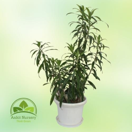 Son Of India Plant Green - Home -  - Corporate Office - Plants On Rent - Best Plant Nursery in Noida - Indoor Plants - Vertical 