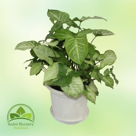 Syngonium Podophyllum (Green) - Home -  - Corporate Office - Plants On Rent - Best Plant Nursery in Noida - Indoor Plants - Vert