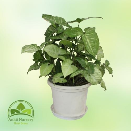 Syngonium Podophyllum (Green) - Home -  - Corporate Office - Plants On Rent - Best Plant Nursery in Noida - Indoor Plants - Vert