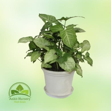 Syngonium Podophyllum (Green) - Home -  - Corporate Office - Plants On Rent - Best Plant Nursery in Noida - Indoor Plants - Vert